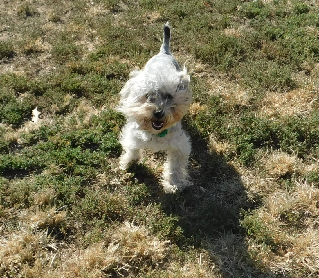 Dog for adoption Murphy, a Poodle Mix in Siloam Springs, AR Petfinder