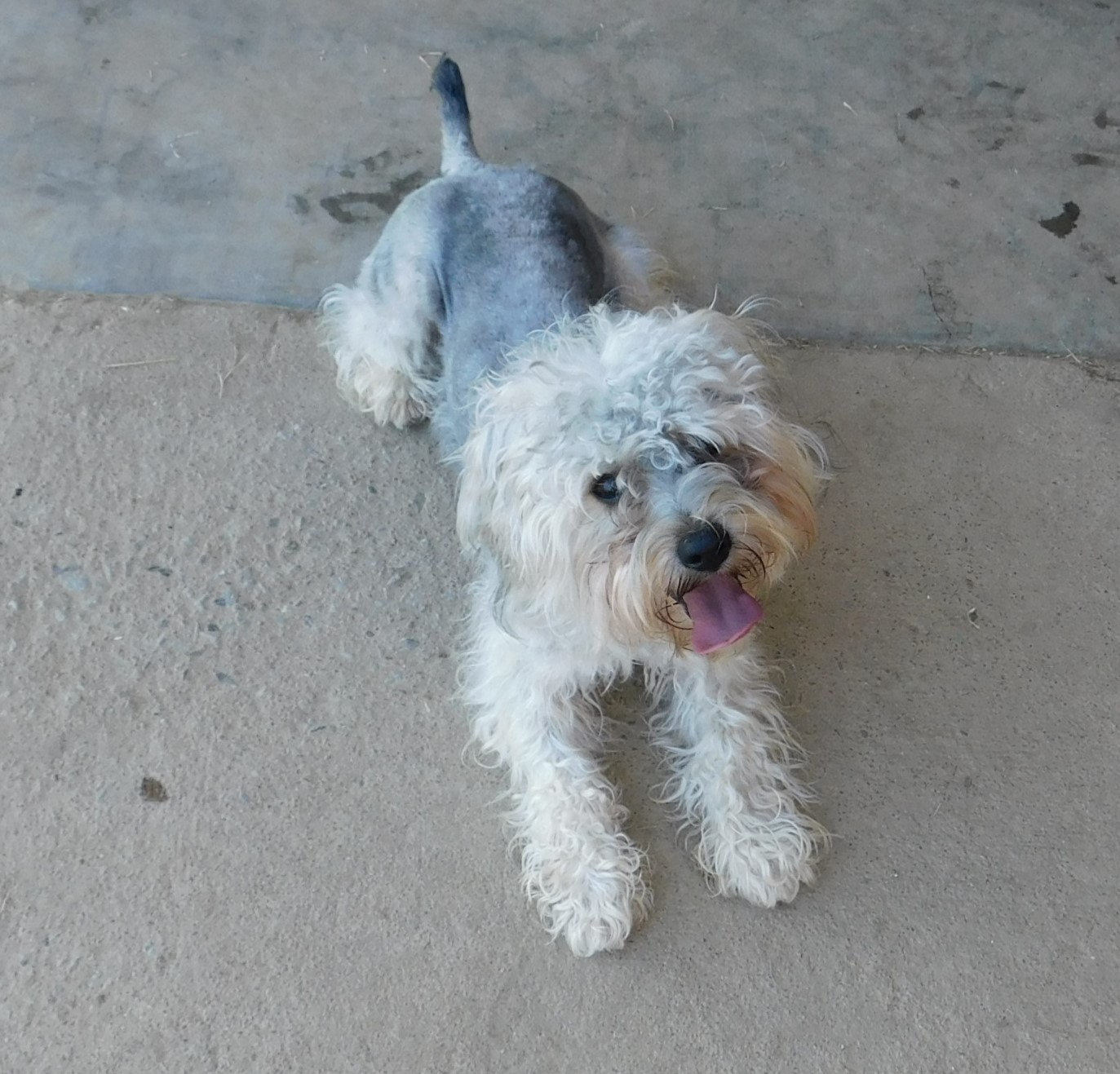 Dog for adoption Murphy, a Poodle Mix in Siloam Springs, AR Petfinder