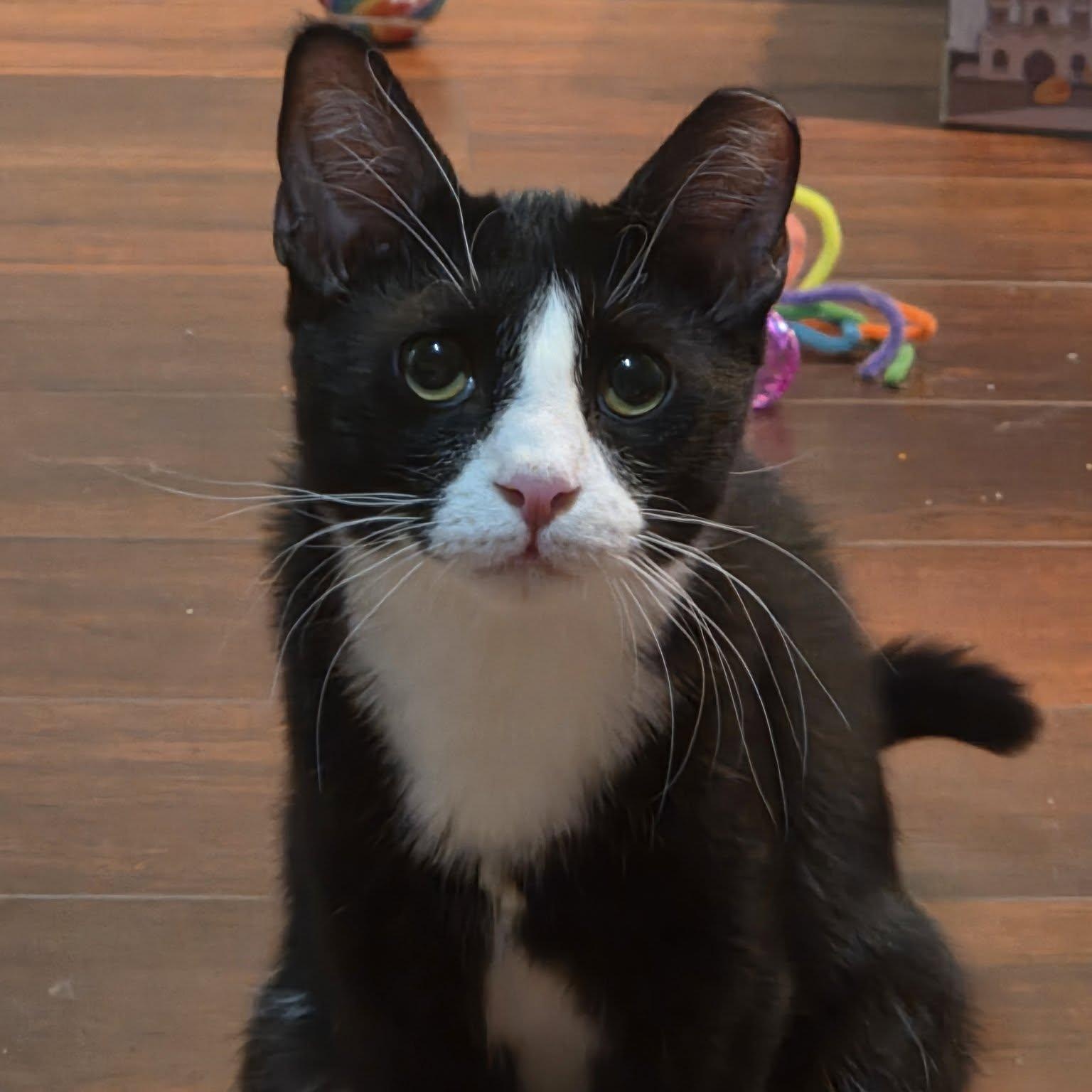 Ollie