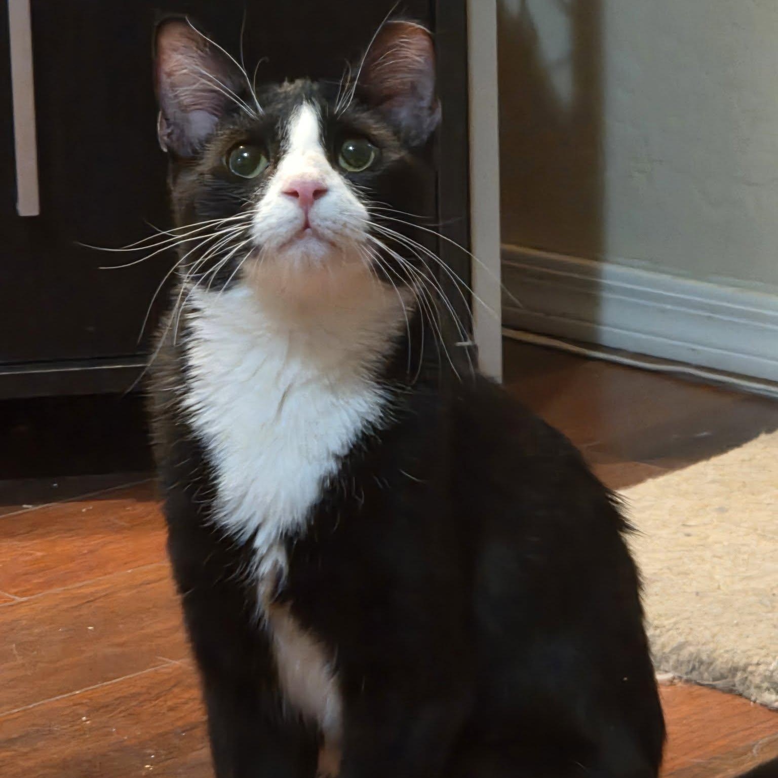 Ollie