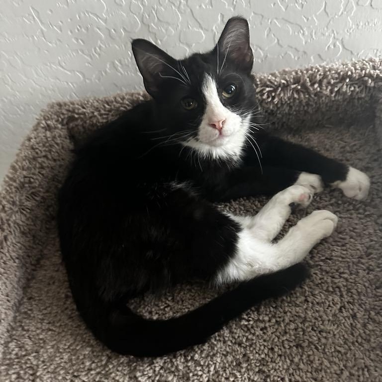 Ollie
