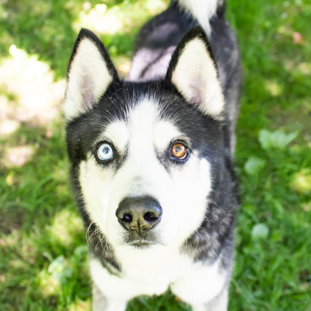 Rocket, Adoptable, Adult Male Siberian Husky.