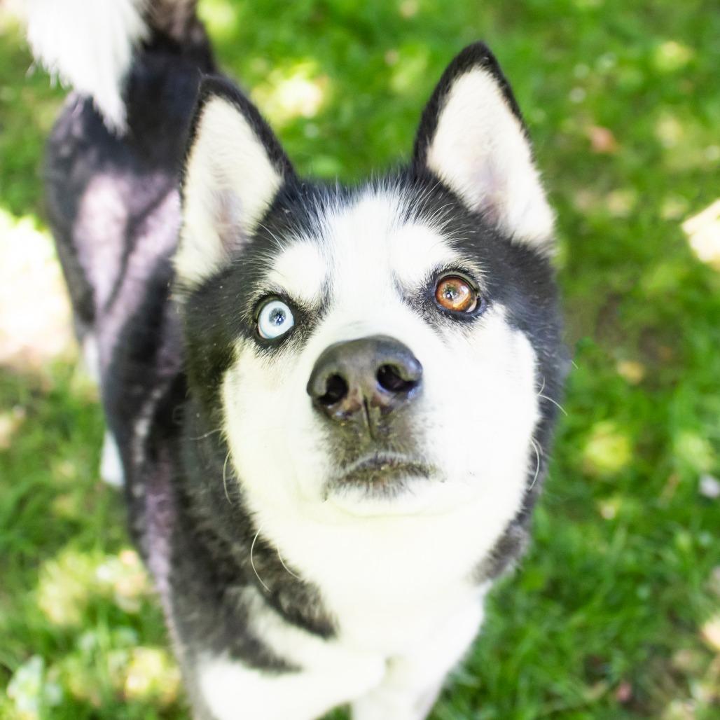 Rocket, a Adoptable Siberian Husky in Middletown, RI image 2/2