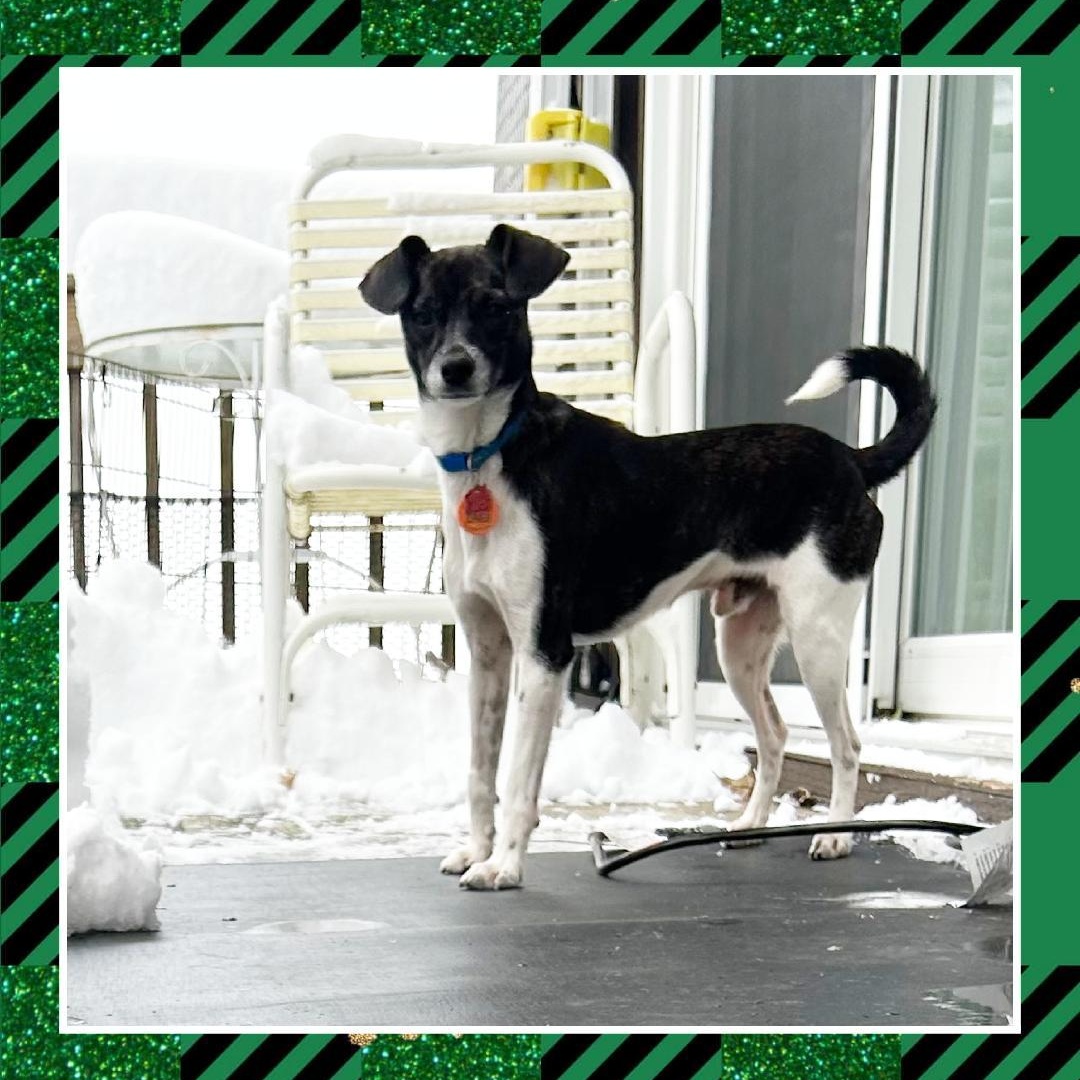 Enlarge Buddy Boy, a Adoptable mixed breed in Lake Geneva, WI image 1/5