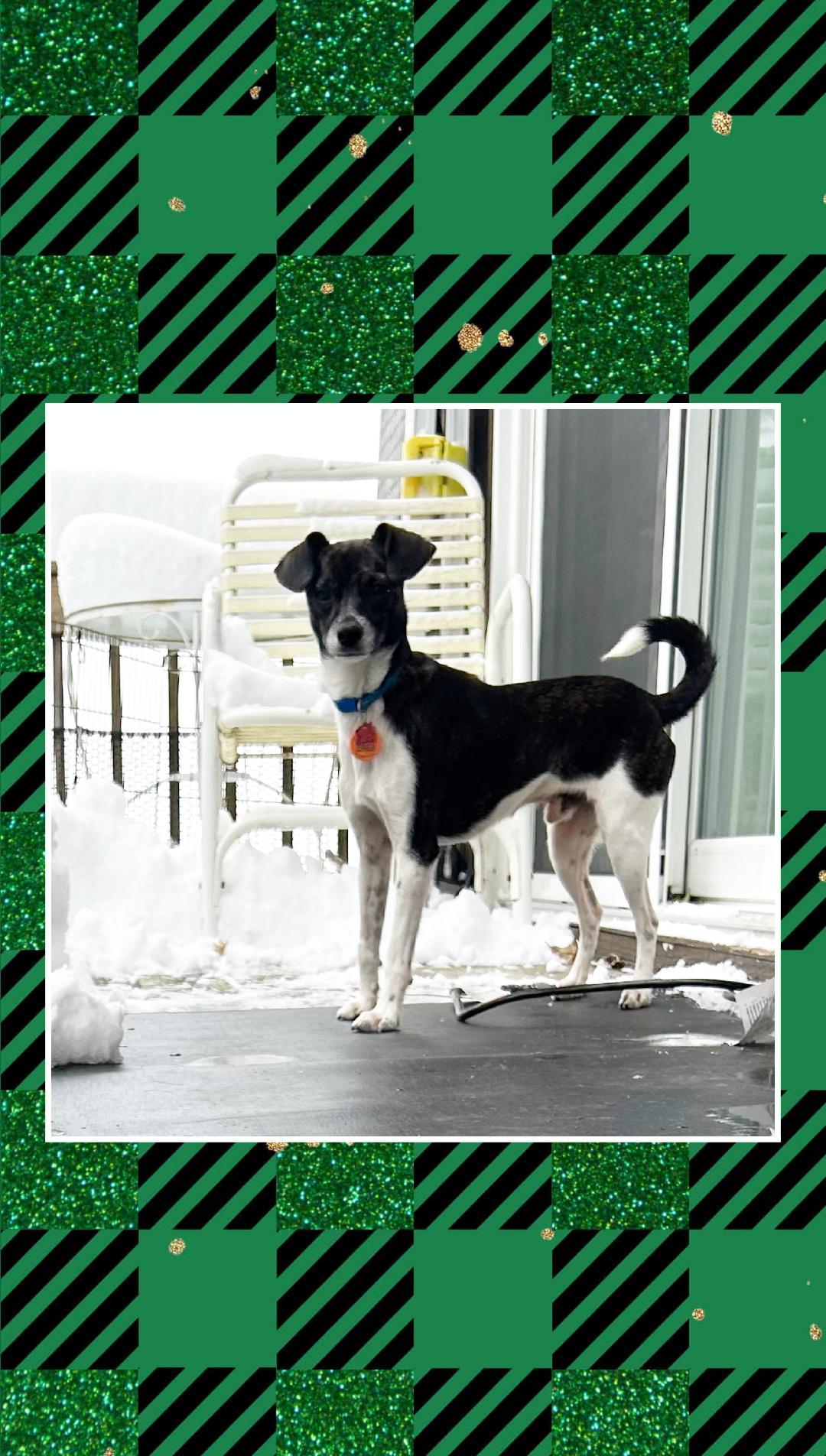 Enlarge Buddy Boy, a Adoptable mixed breed in Lake Geneva, WI image 5/5