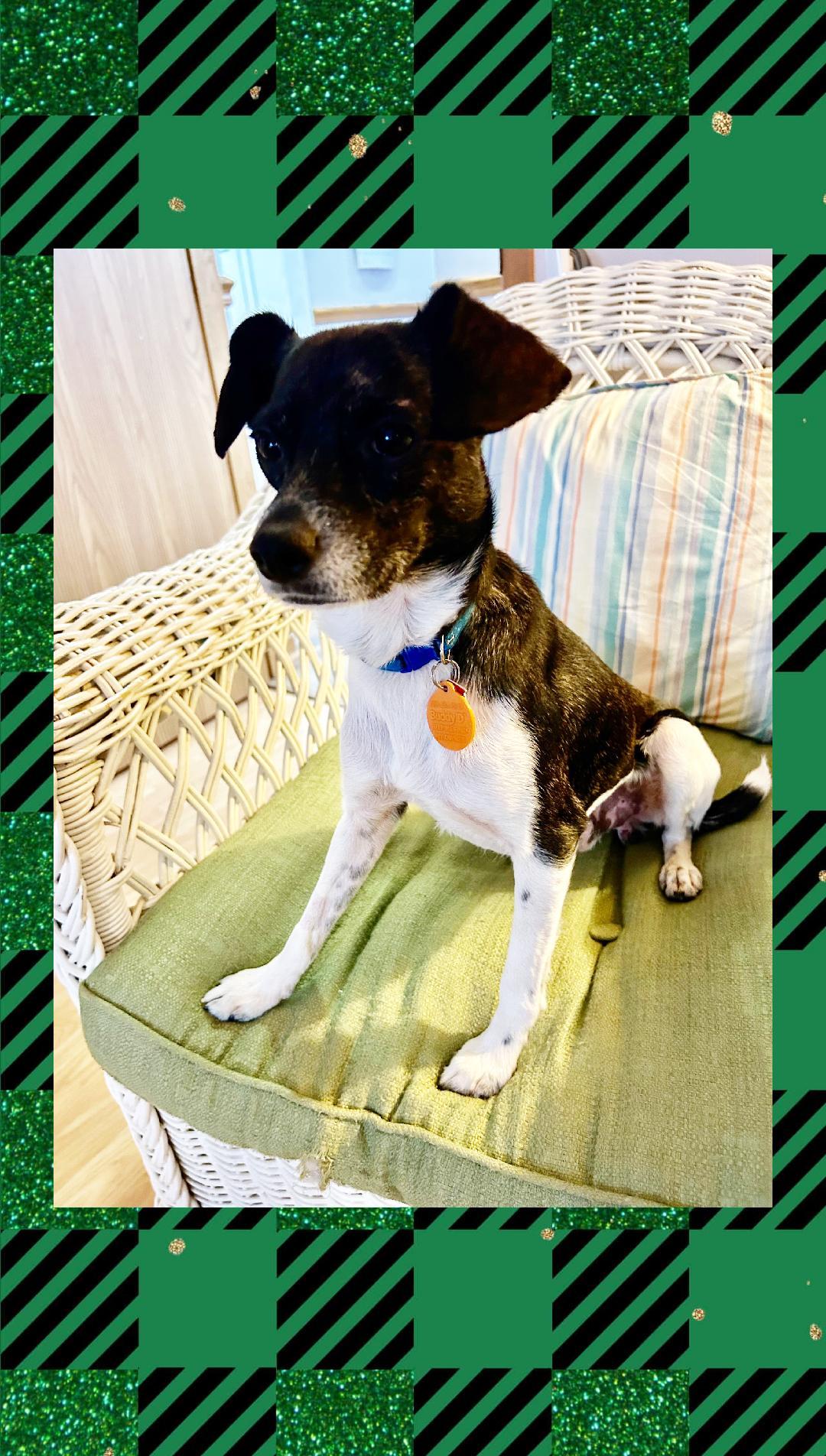 Enlarge Buddy Boy, a Adoptable mixed breed in Lake Geneva, WI image 3/5