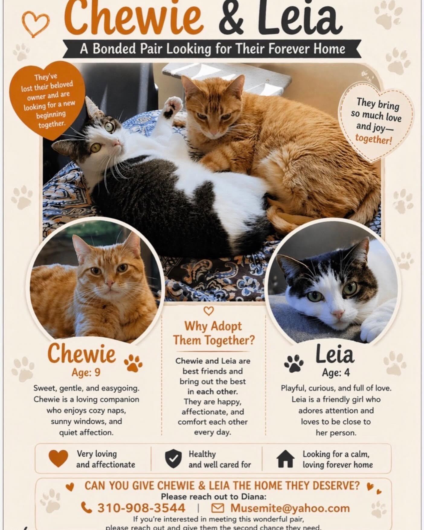 Leia, adopted, Adult Female Domestic Short Hair.