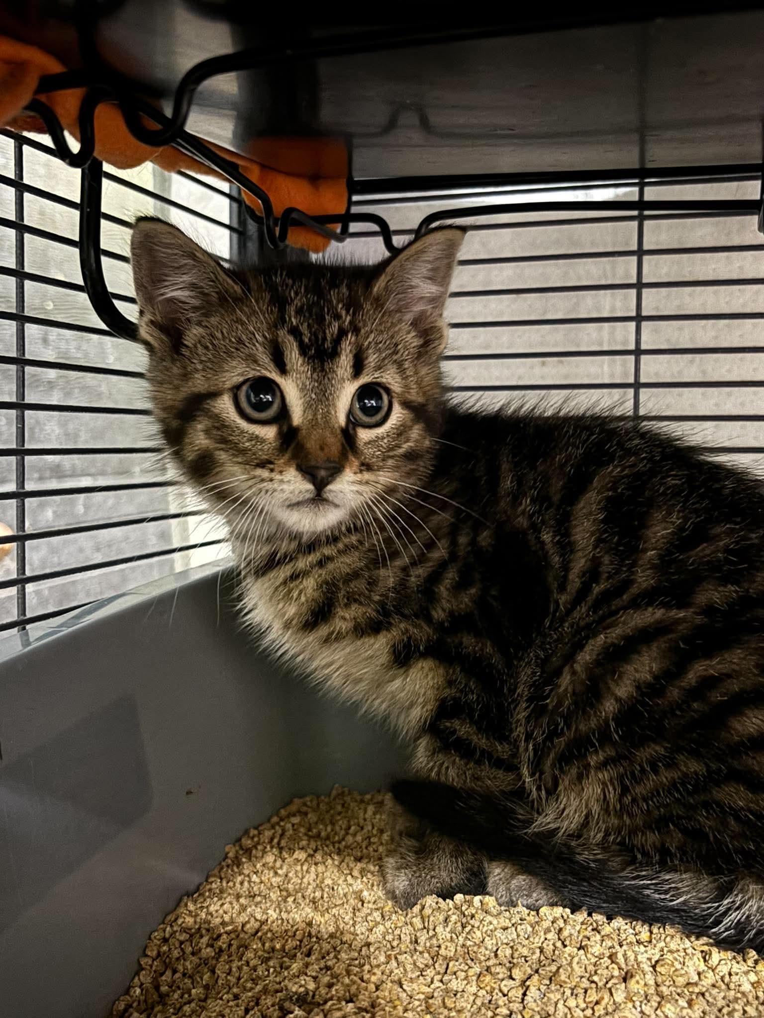 SQUIGGLY WIGGLY, an adopted Domestic Short Hair in Tillsonburg, ON image 2/3