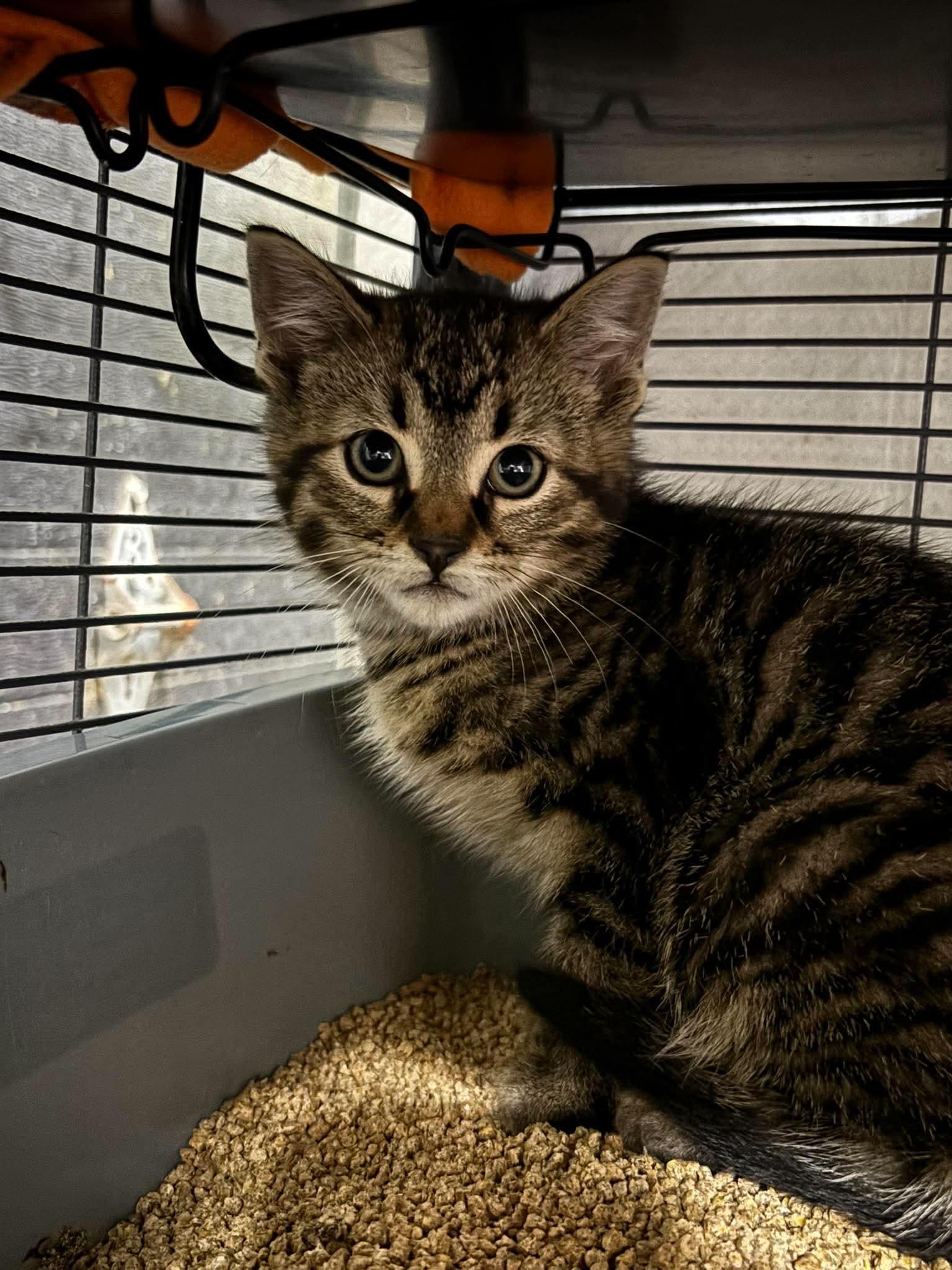 SQUIGGLY WIGGLY, an adopted Domestic Short Hair in Tillsonburg, ON image 1/3