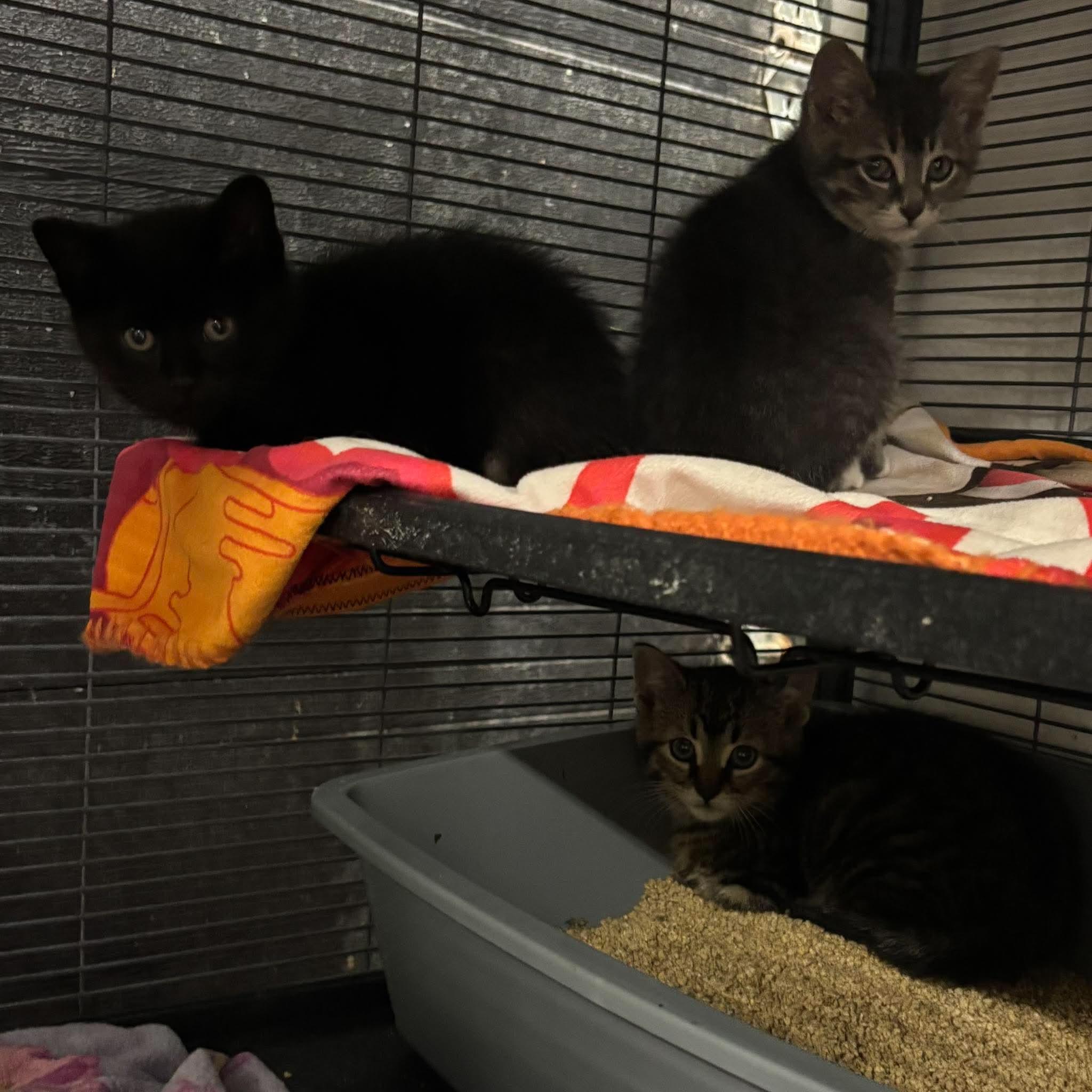 SQUIGGLY WIGGLY, an adopted Domestic Short Hair in Tillsonburg, ON image 3/3