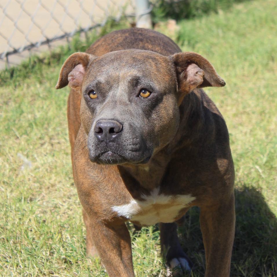 Snickerdoodle, Adoptable, Adult Female American Staffordshire Terrier.