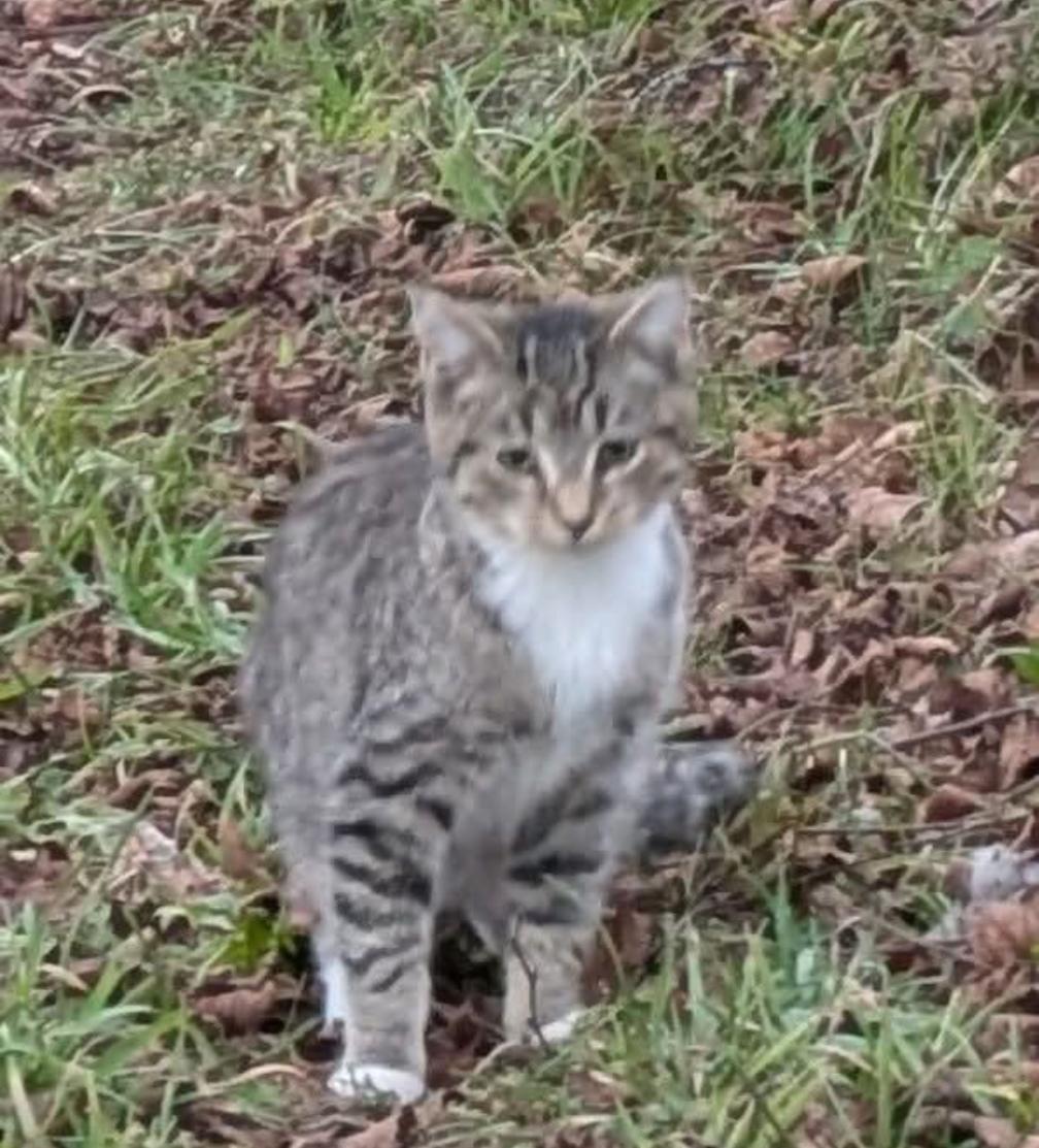 Sammy, Adoptable, Young Male Domestic Short Hair.
