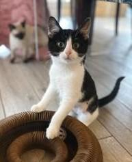 Dolly, adopted, Kitten Female Domestic Short Hair.