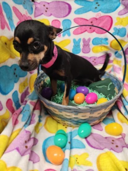 Enlarge Delilah, an adopted Chihuahua in Los Angeles, CA image 1/1