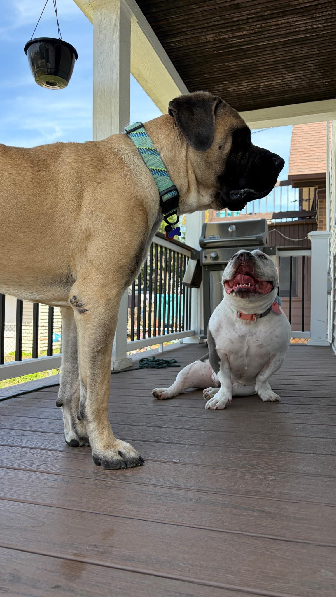 Enlarge Bennett, a ADOPTABLE Mastiff in Pottersville, NJ image 2/5