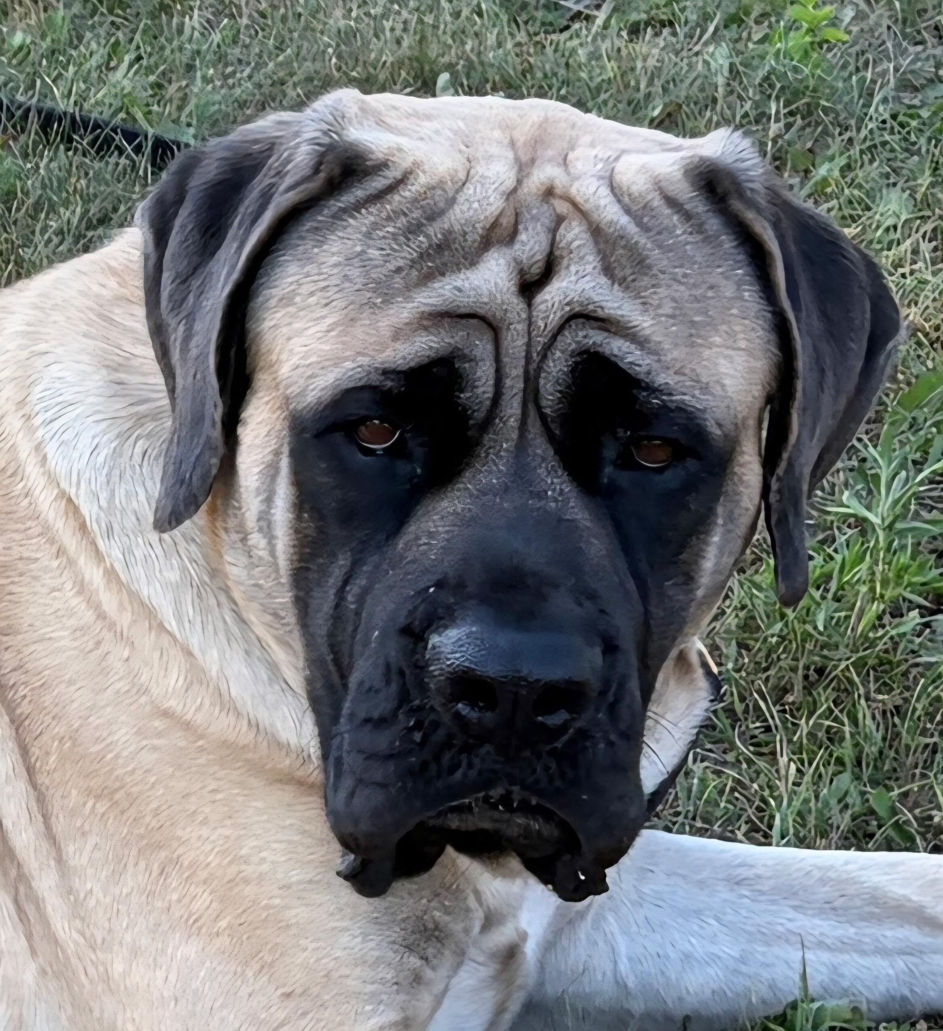 Enlarge Bennett, a ADOPTABLE Mastiff in Pottersville, NJ image 1/5
