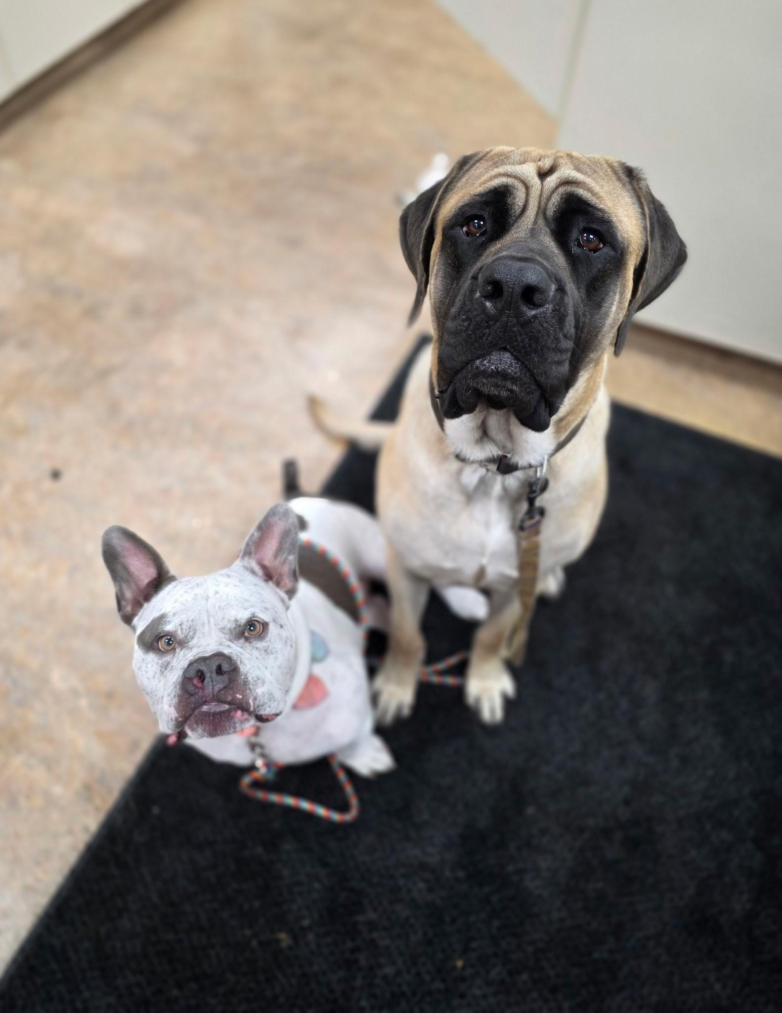 Enlarge Bennett, a ADOPTABLE Mastiff in Pottersville, NJ image 4/5