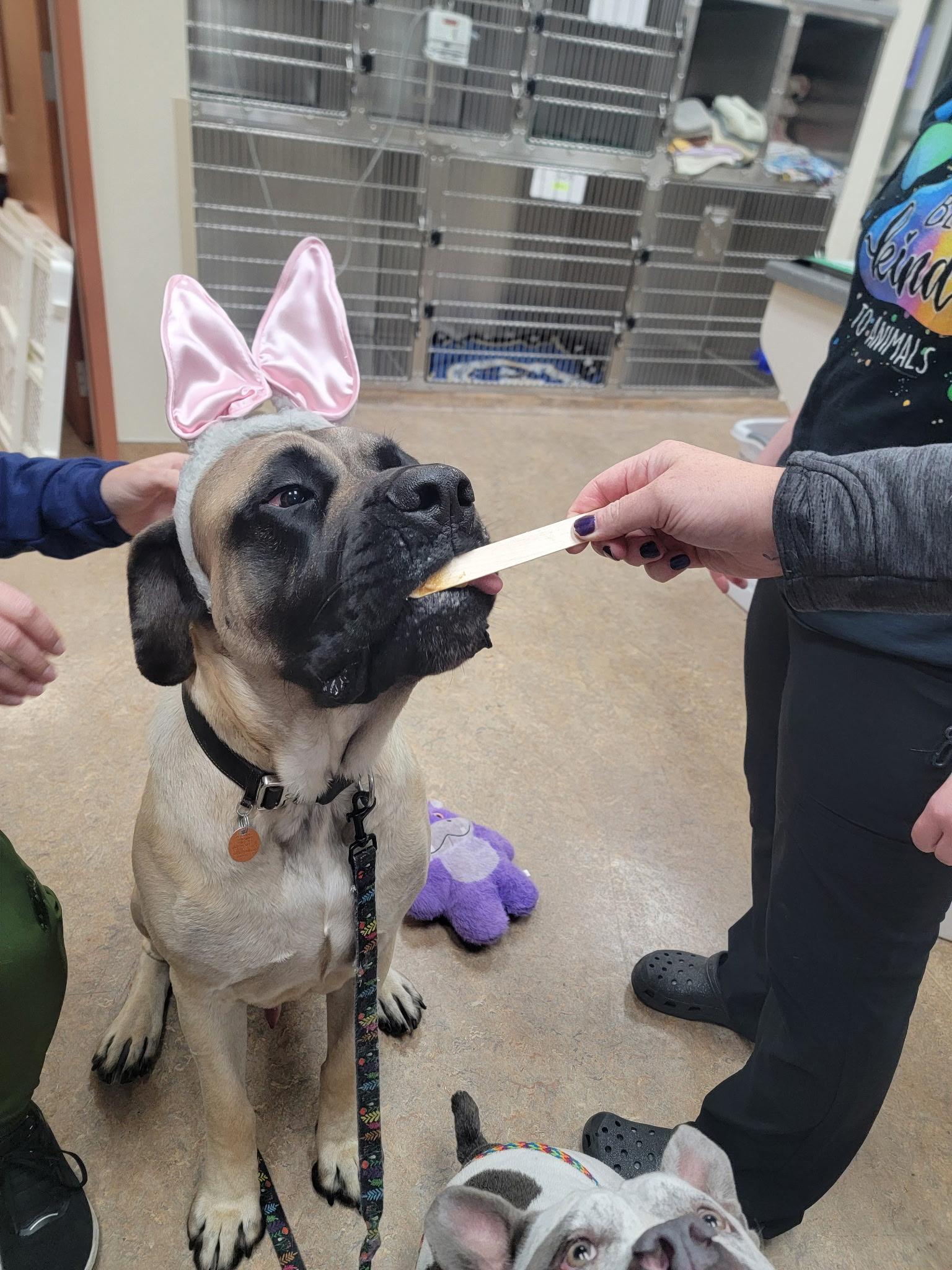 Enlarge Bennett, a ADOPTABLE Mastiff in Pottersville, NJ image 5/5