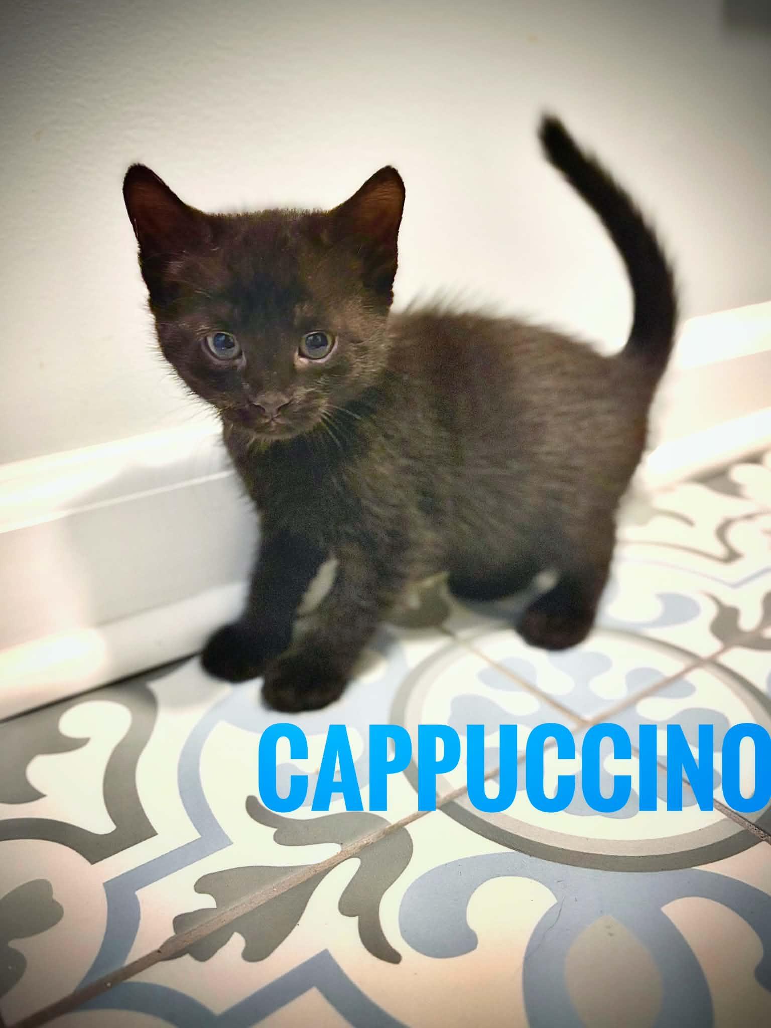 Cappuccino Reilly, ADOPTABLE, Kitten Male American Shorthair.