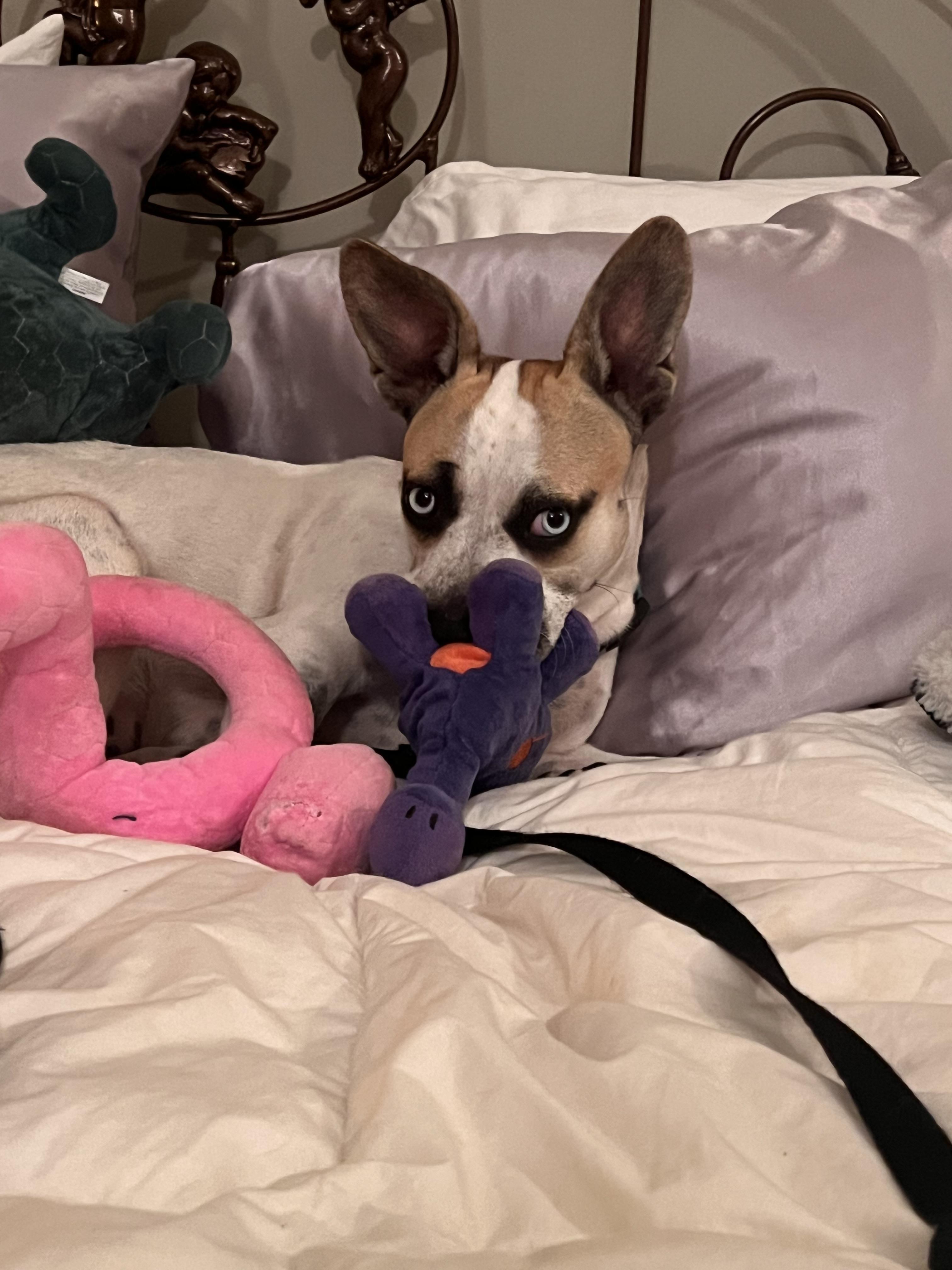 Azula *COURTESY POST*