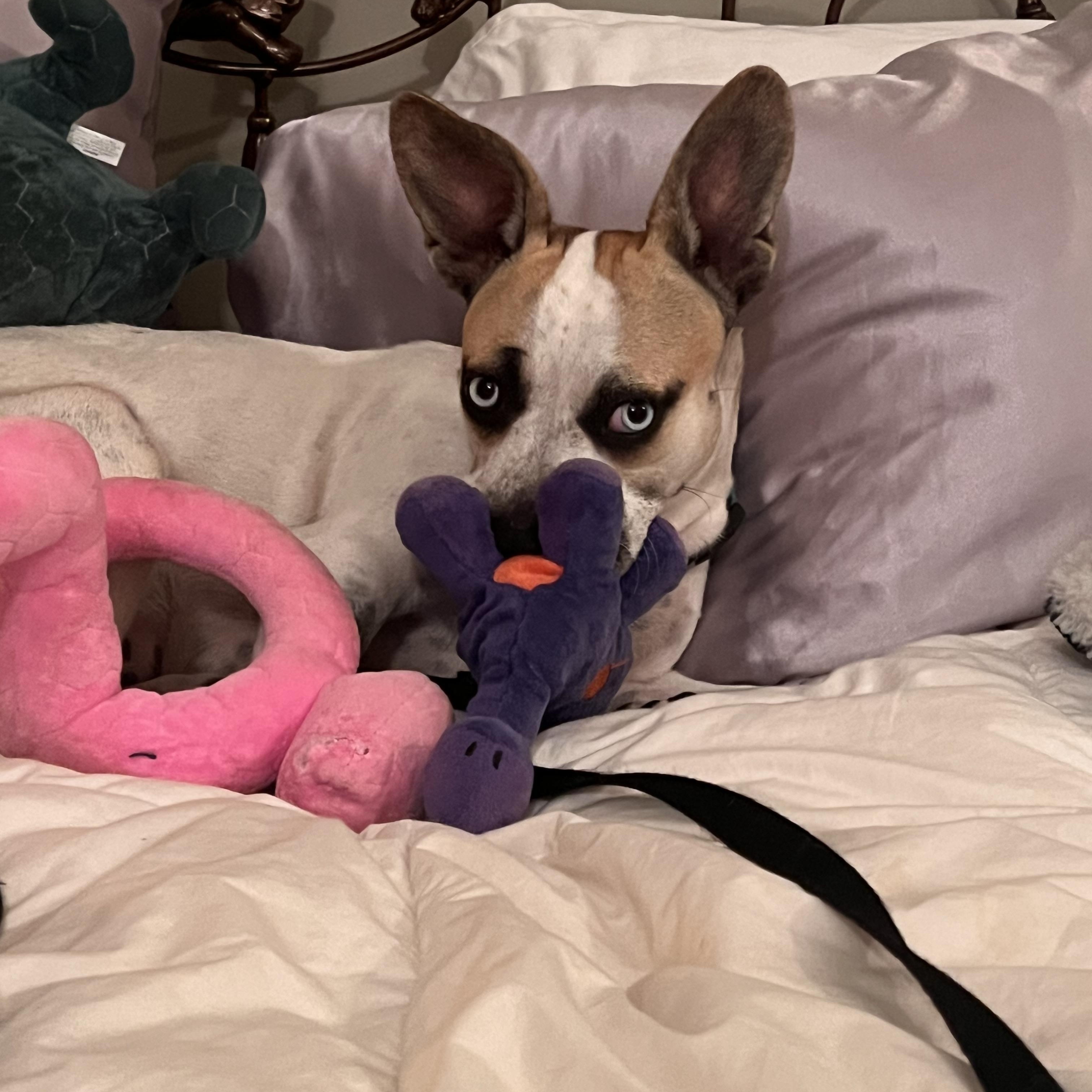 Enlarge Azula *COURTESY POST*, a Adoptable mixed breed in Los Angeles, CA image 2/4