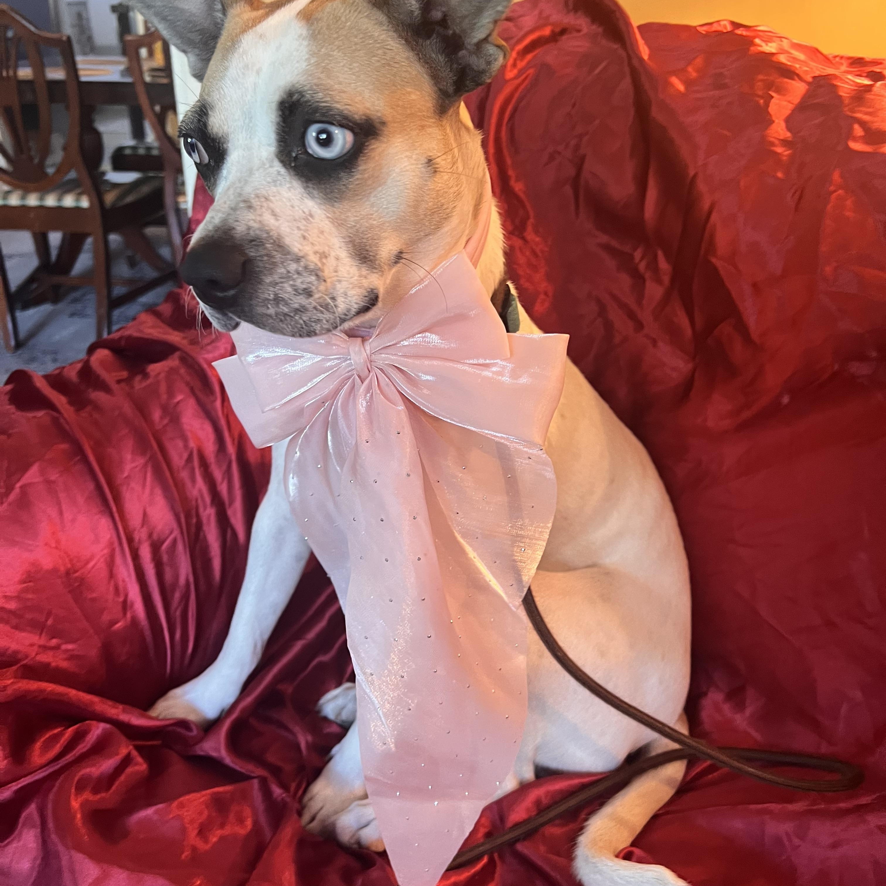 Enlarge Azula *COURTESY POST*, a Adoptable mixed breed in Los Angeles, CA image 3/4