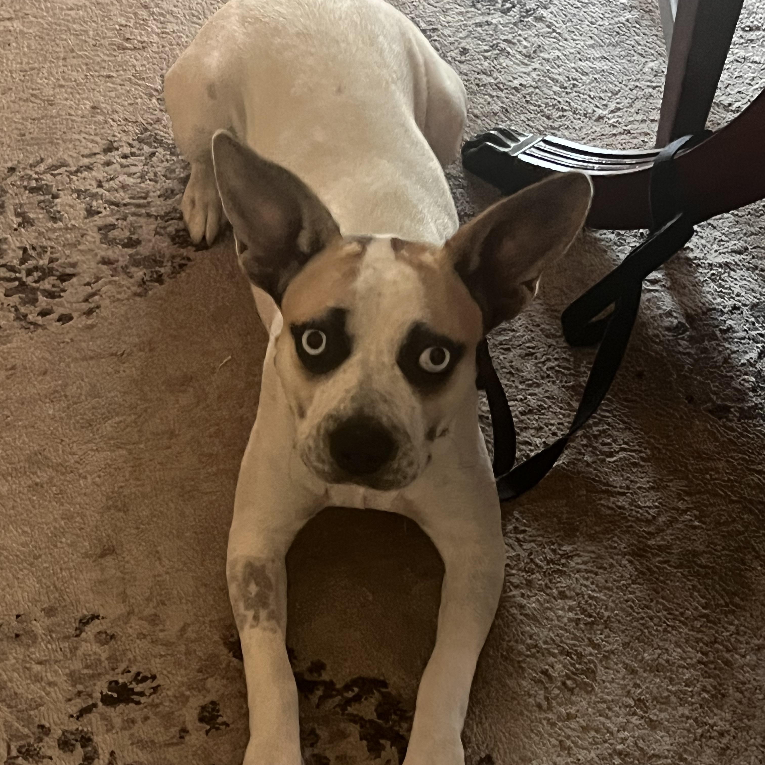 Enlarge Azula *COURTESY POST*, a Adoptable mixed breed in Los Angeles, CA image 4/4