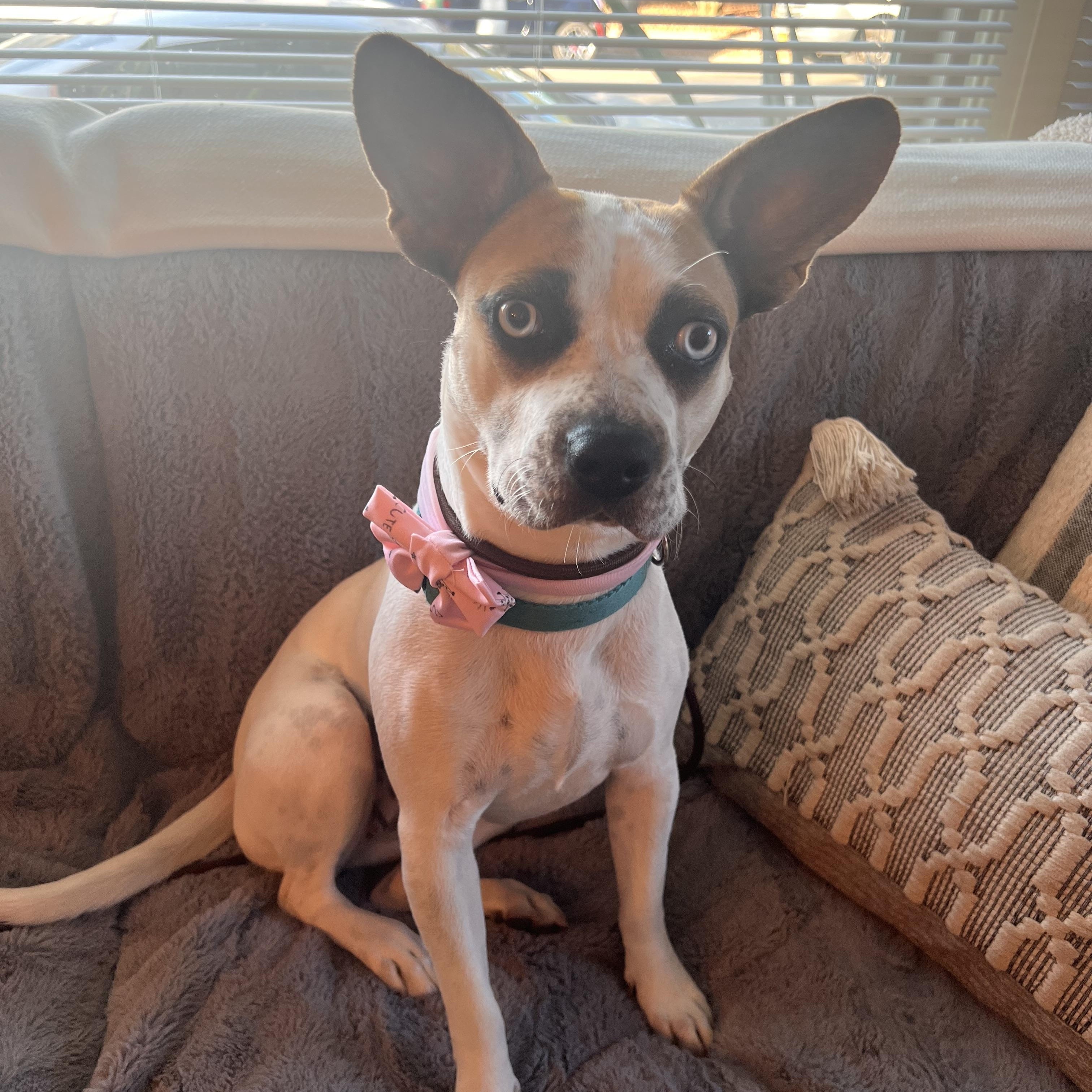 Azula *COURTESY POST*, Adoptable, Young Female Jack Russell Terrier & Pit Bull Terrier.