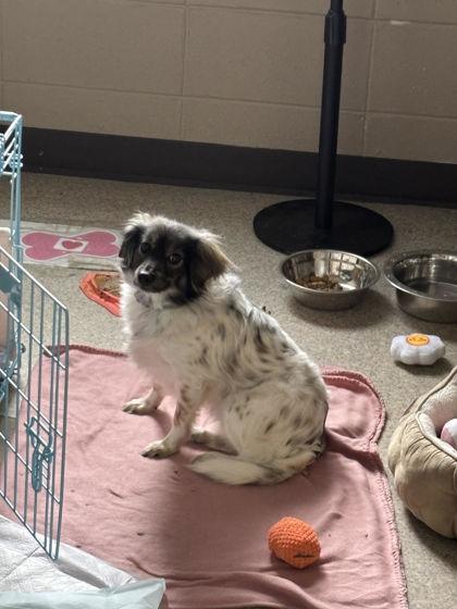 Cherry Blossom, Adoptable, Young Female Chihuahua.
