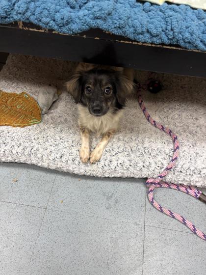 Cherry Blossom, ADOPTABLE, Young Female Chihuahua.