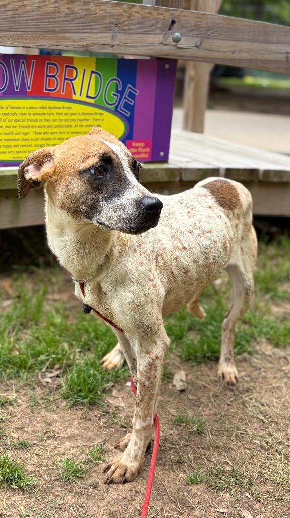 Willow, Adoptable, Puppy Female Australian Cattle Dog / Blue Heeler.