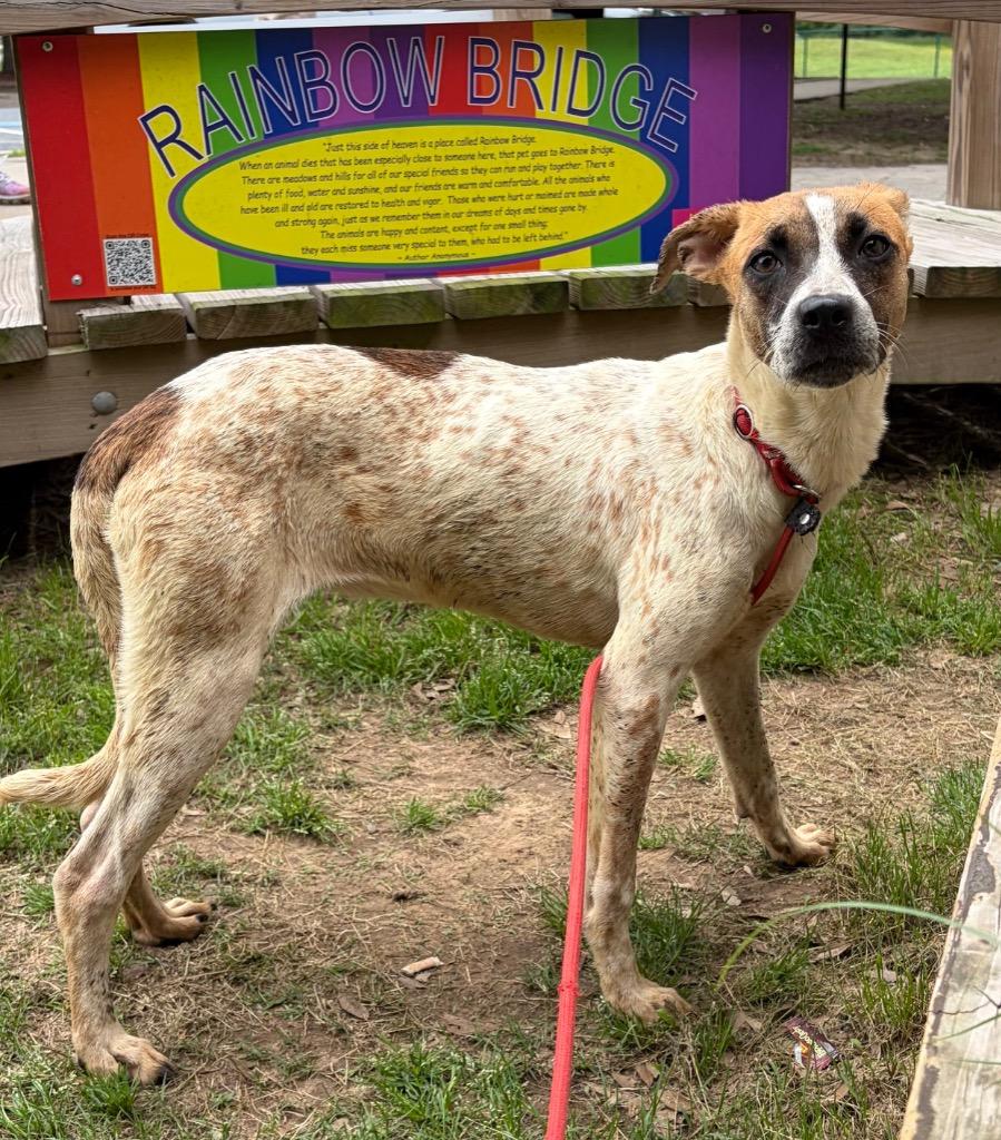 Enlarge Willow, a Adoptable mixed breed in Little Rock, AR image 2/2