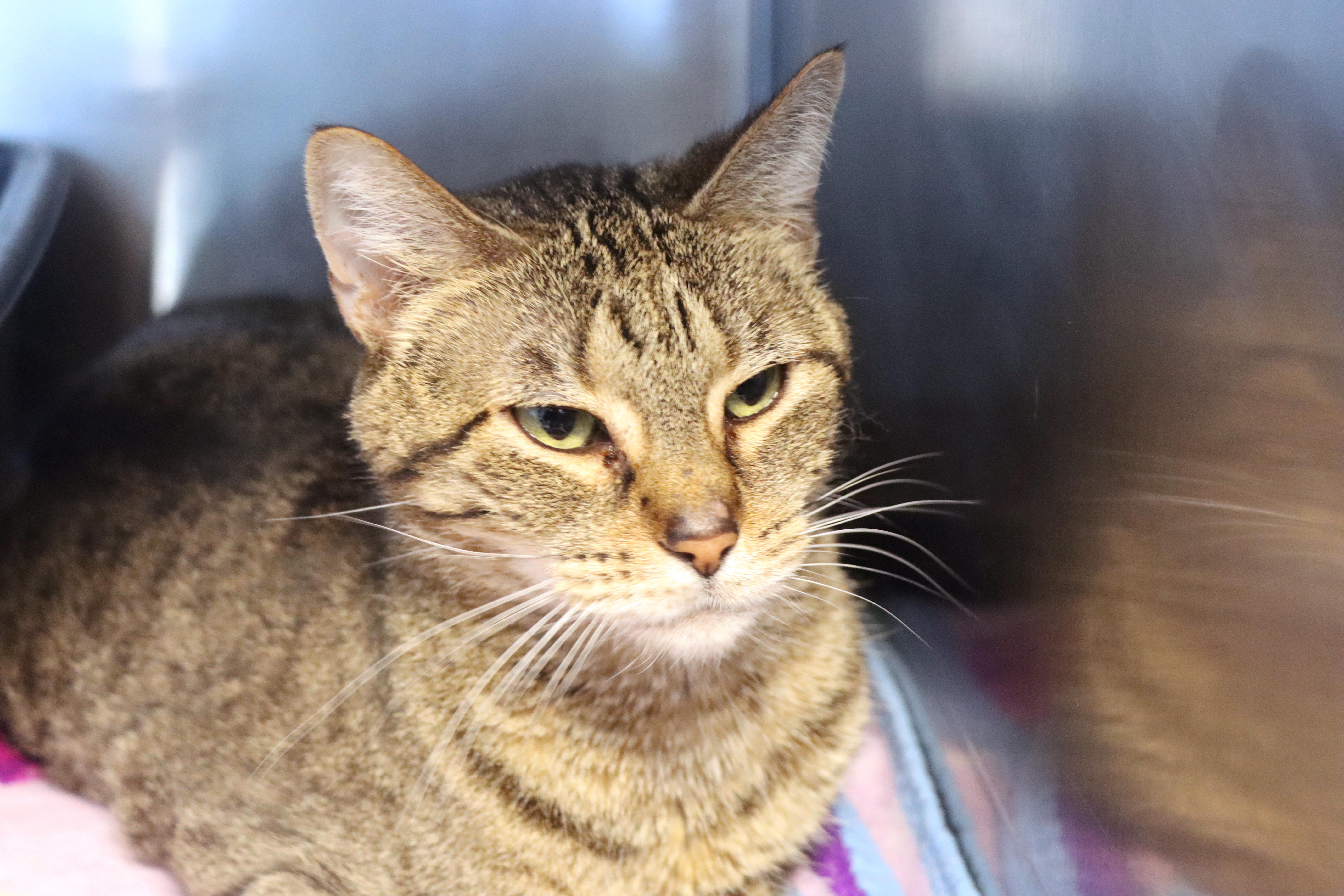 Enlarge Erica, an adopted Domestic Short Hair in House Springs, MO image 1/1