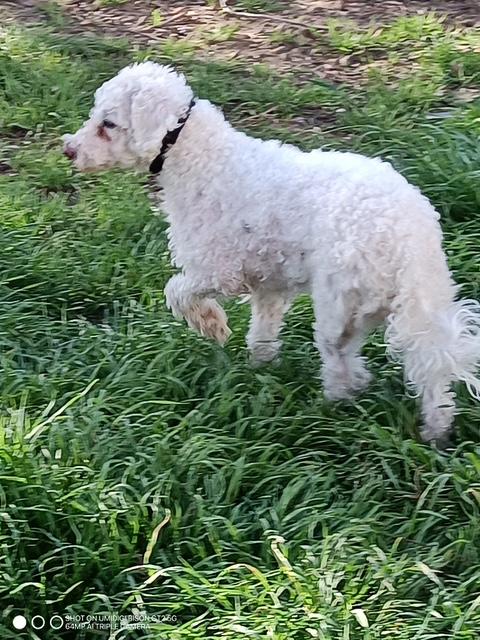 Oodle, an adopted Poodle in Hewitt, TX image 3/4
