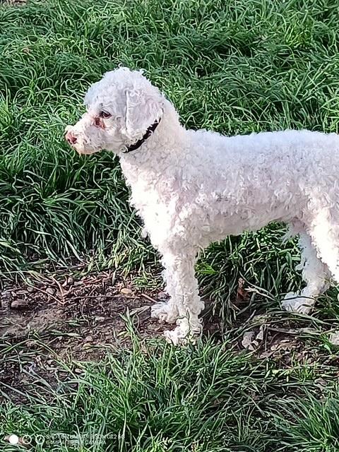 Oodle, an adopted Poodle in Hewitt, TX image 4/4