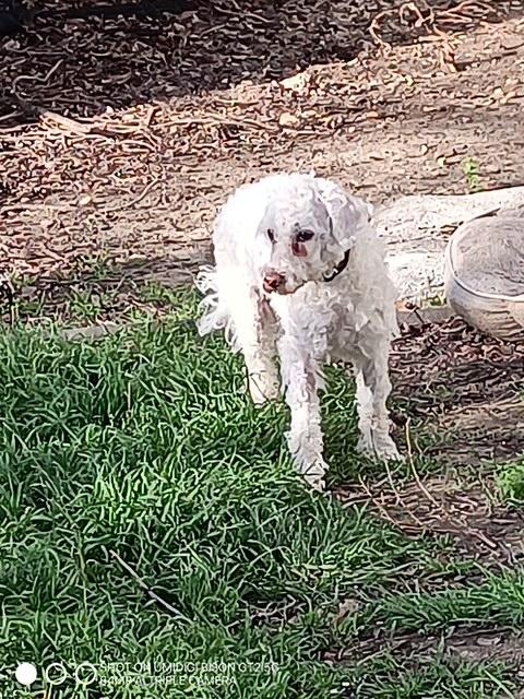 Oodle, adopted, Adult Male Poodle.