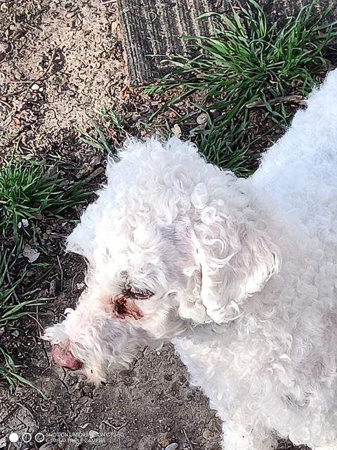 Oodle, an adopted Poodle in Hewitt, TX image 2/4