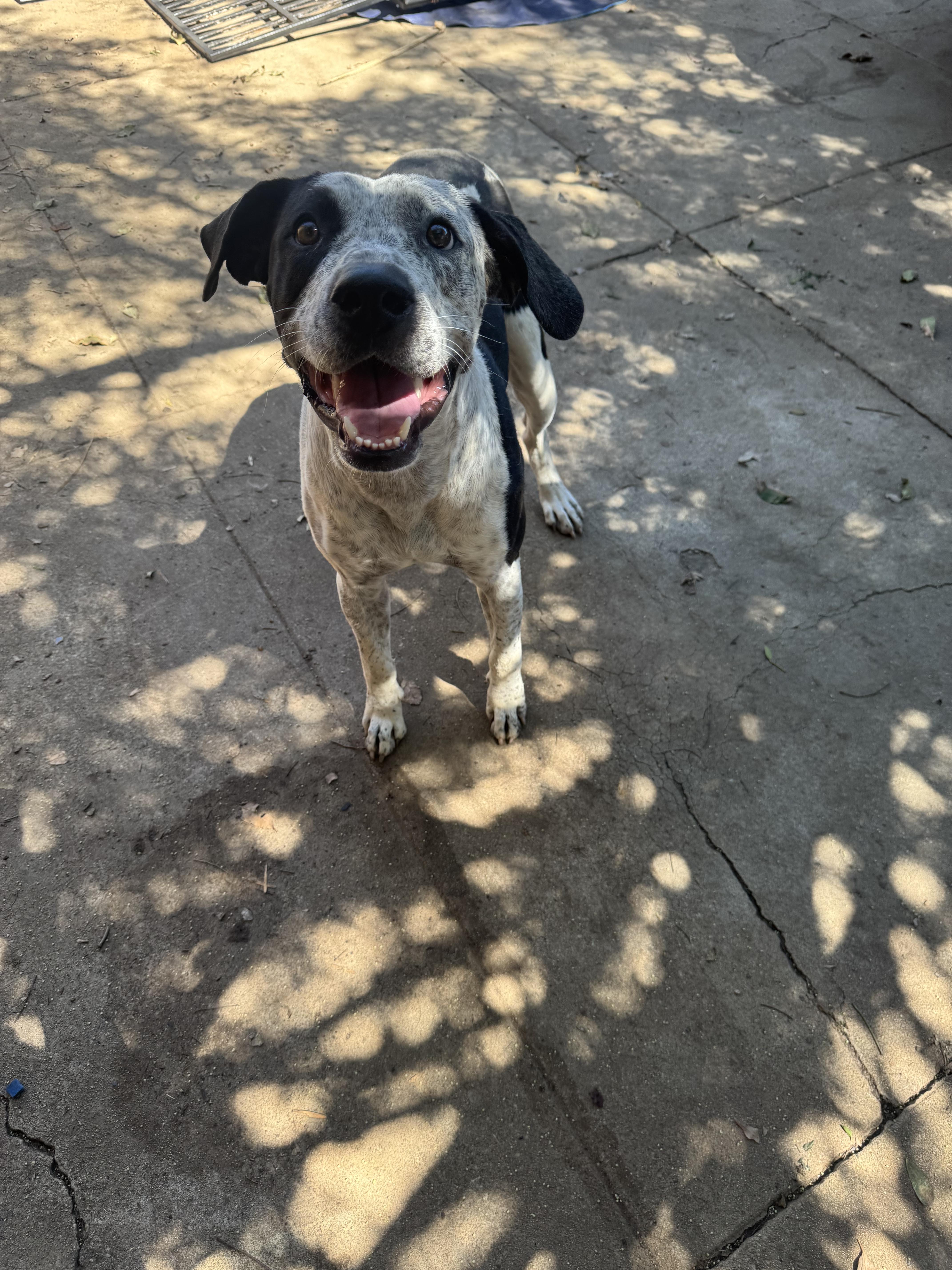 Enlarge Penelope, a Adoptable mixed breed in Claremont, CA image 4/4