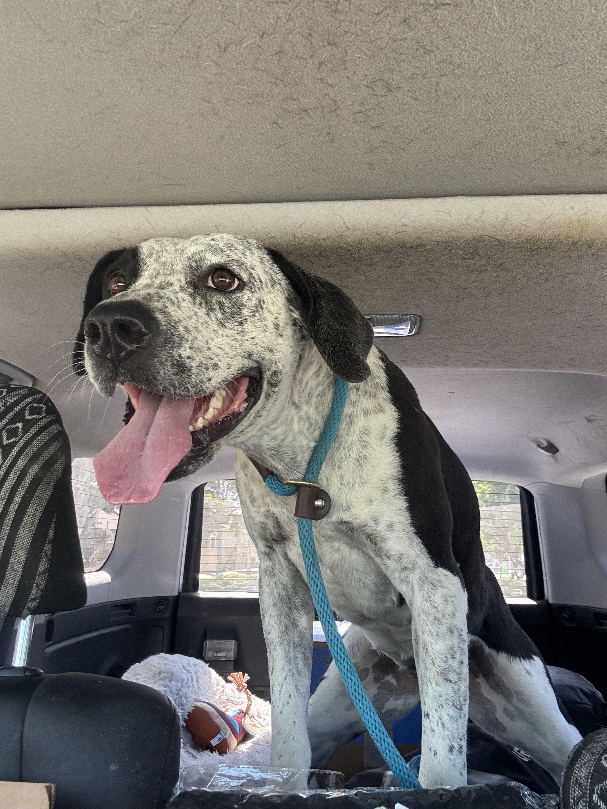 Enlarge Penelope, a Adoptable mixed breed in Claremont, CA image 2/4