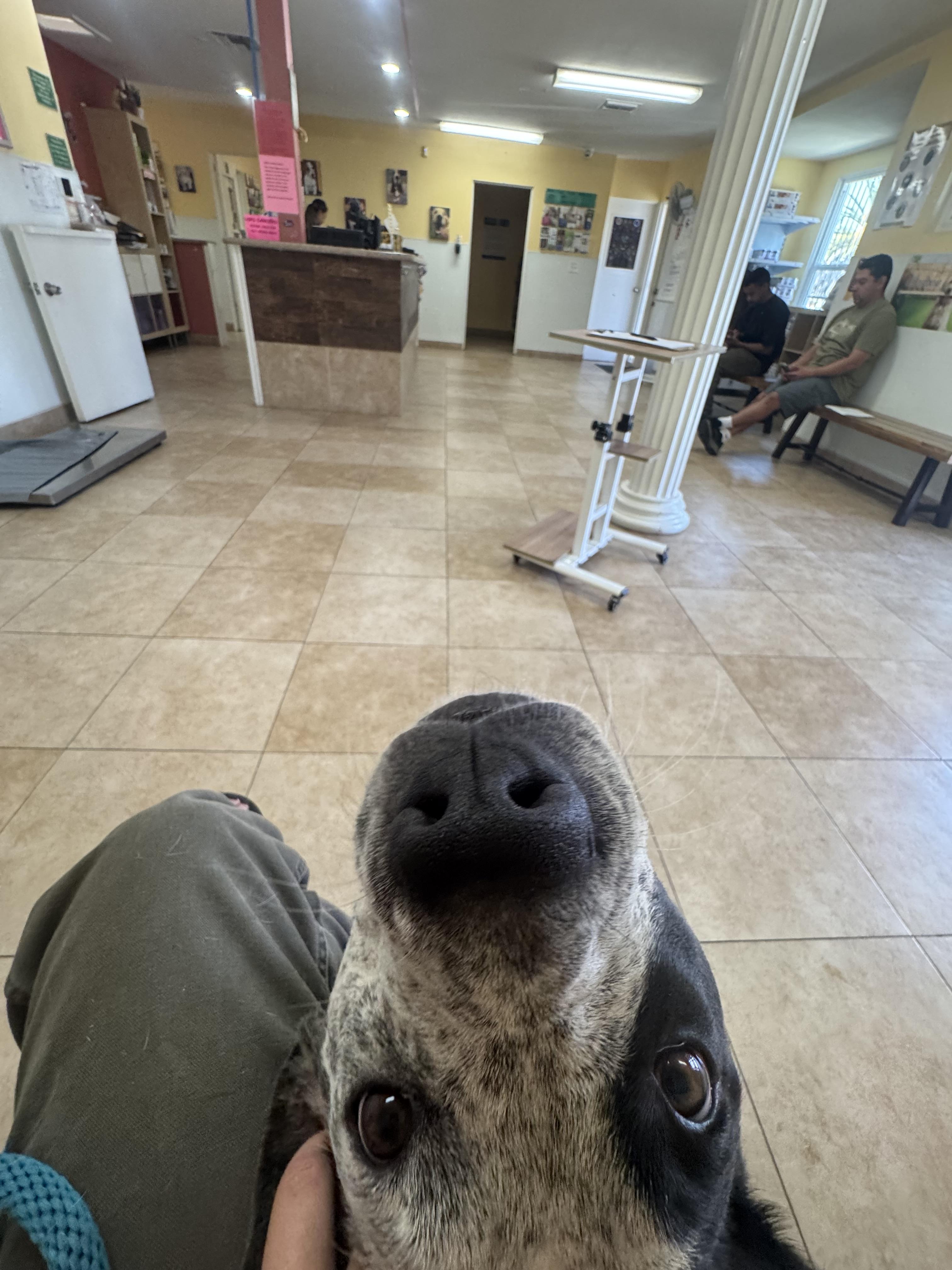 Enlarge Penelope, a Adoptable mixed breed in Claremont, CA image 3/4