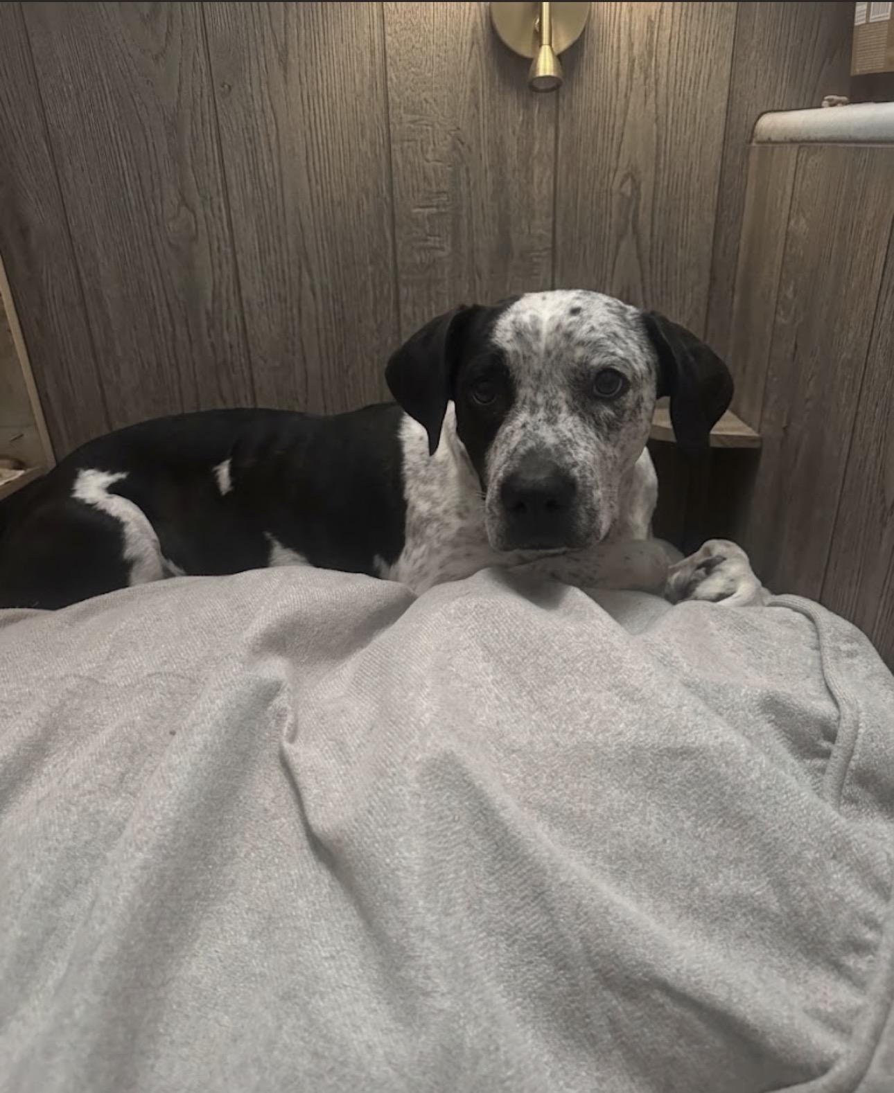 Penelope, Adoptable, Young Female Pit Bull Terrier & Bluetick Coonhound.