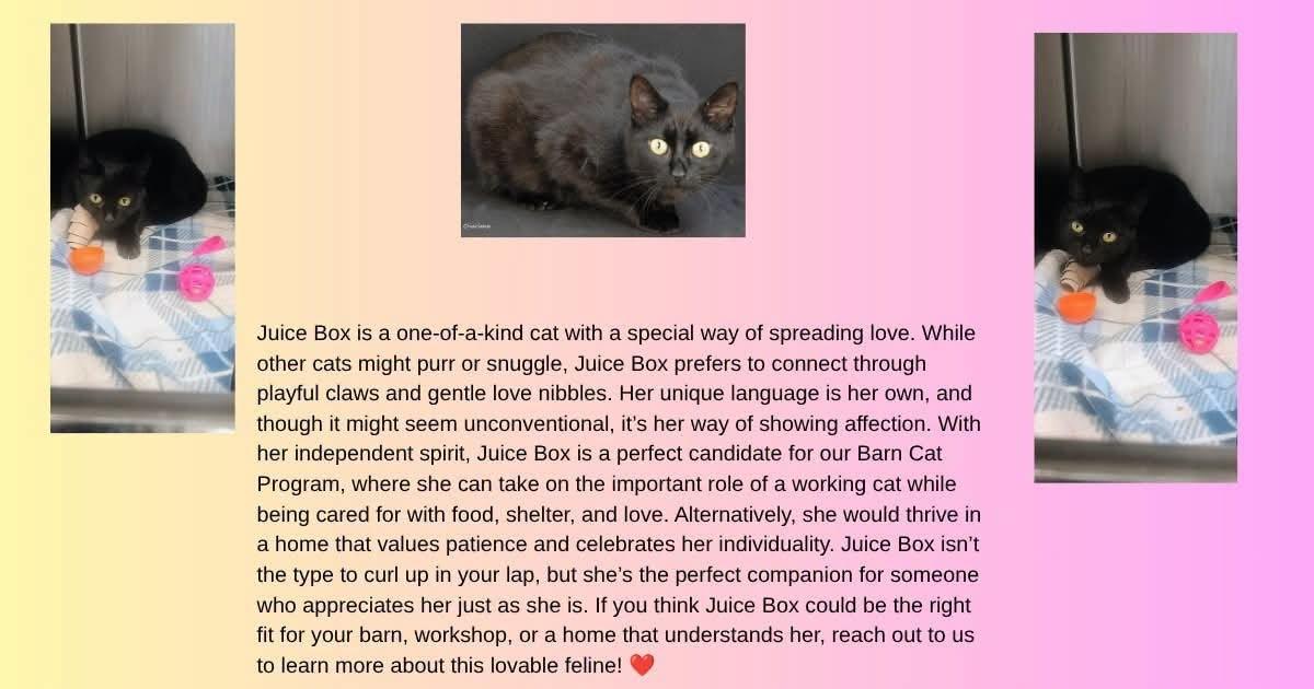 Juice Box, a ADOPTABLE Domestic Short Hair in Newland, NC image 2/2