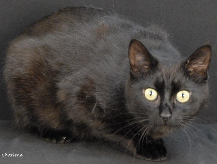 Enlarge Juice Box, a ADOPTABLE Domestic Short Hair in Newland, NC image 1/1