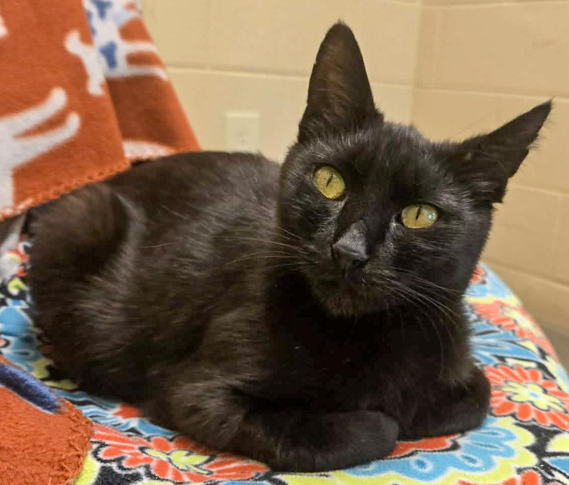 Juice Box, ADOPTABLE, Adult Female Domestic Short Hair.