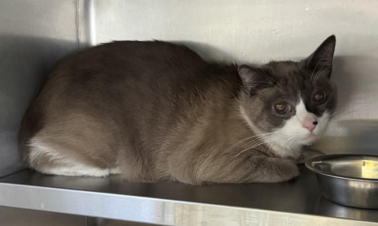 JAXX COLIN, Adoptable, Senior Male Siamese.