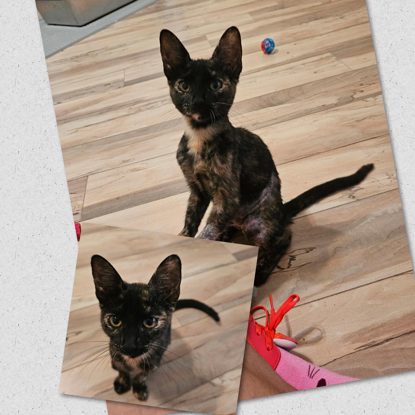 Enlarge Gecko, a Adoptable mixed breed in Naples, FL image 1/1