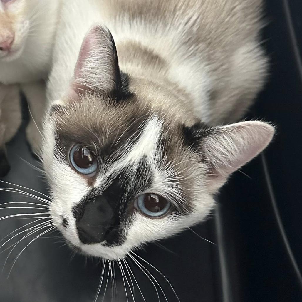 Enlarge Blondie, a ADOPTABLE mixed breed in La Grange, KY image 2/3