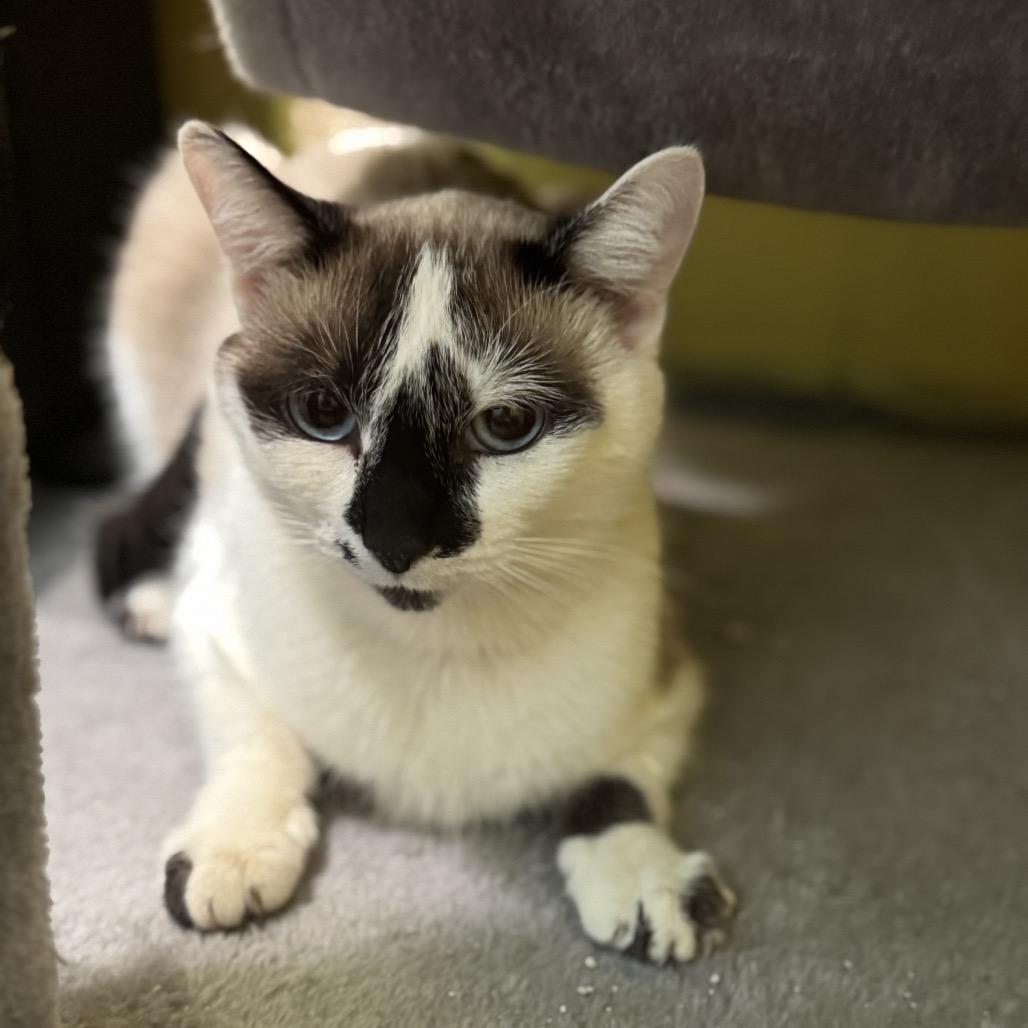 Enlarge Blondie, a ADOPTABLE mixed breed in La Grange, KY image 3/3