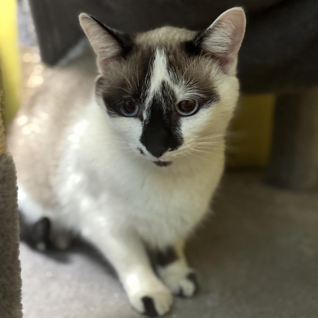 Blondie, ADOPTABLE, Adult Female Snowshoe & Domestic Short Hair.