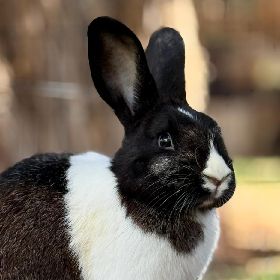 Kareem Abdul Ja-Bun, a Adoptable Dutch in Kanab, UT image 1/3